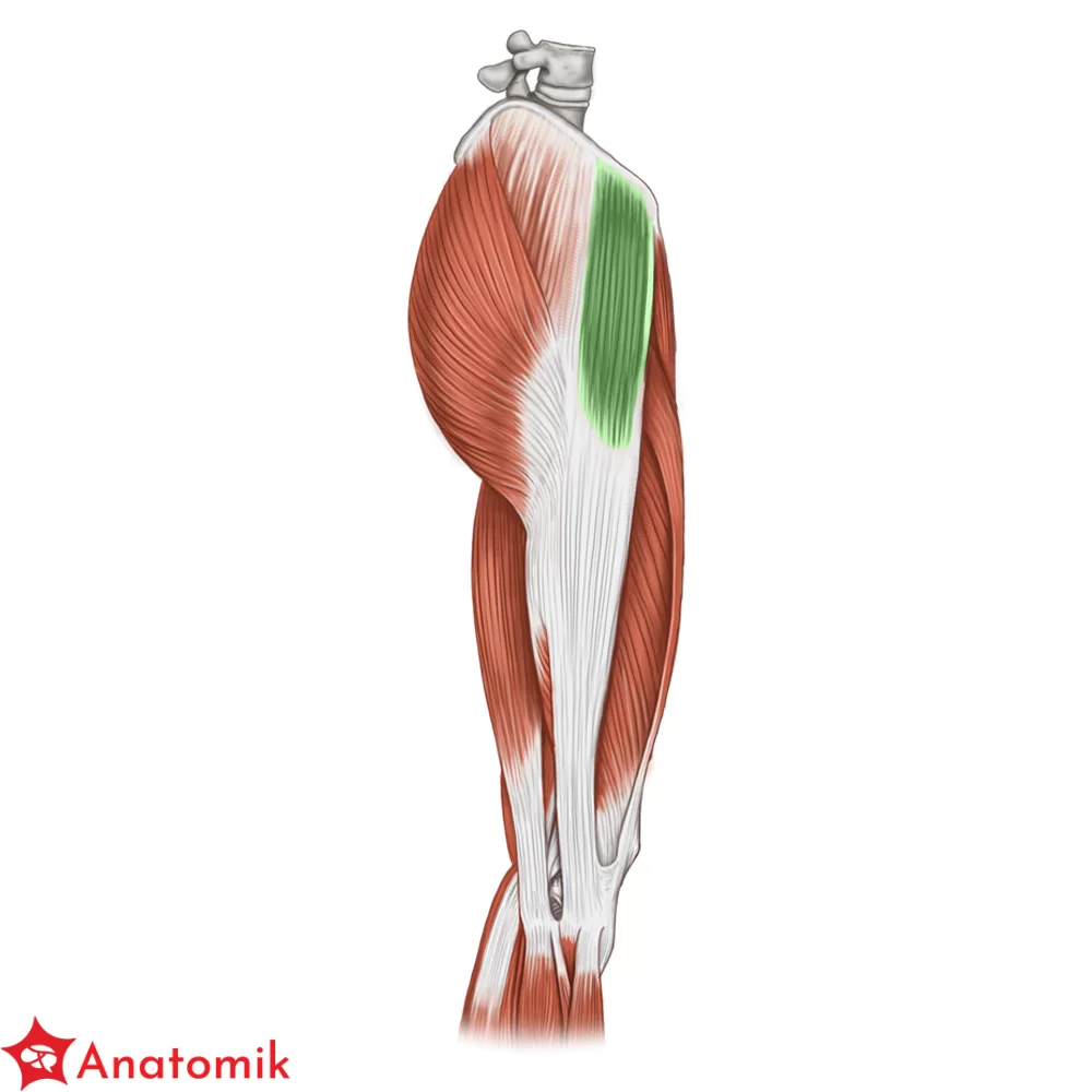 <p>NAPINACZ POWIEZI SZEROKIEJ - M TENSOR FASCIAE LATAE 3 i 2</p>