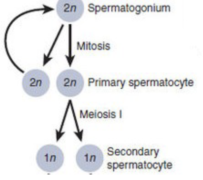 * each primary diploid spermatocyte duplicates its DNA and divide in 2 haploid secondary spermatocytes by meiosis 1