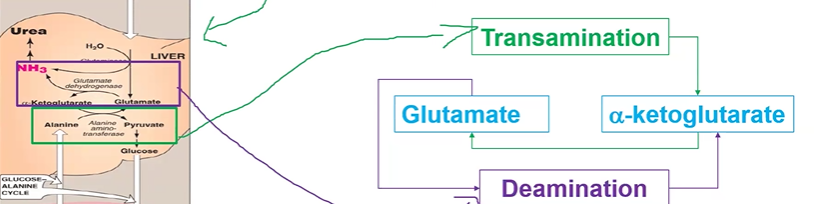 <p>trans = aKG &gt; glutamate</p><p>de = glutamate &gt; aKG</p><p>in liver</p>