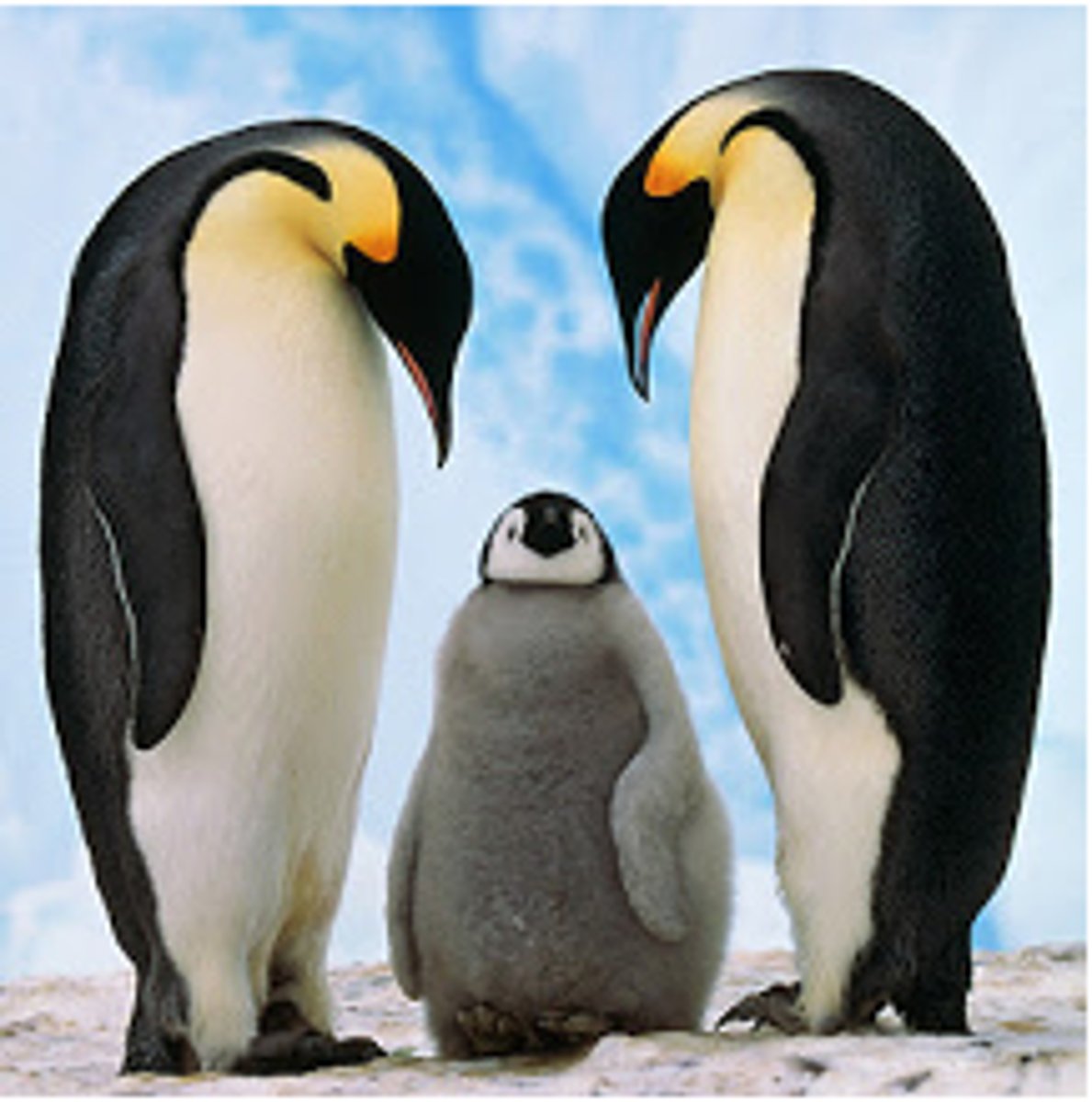 <p>term for one mate</p>