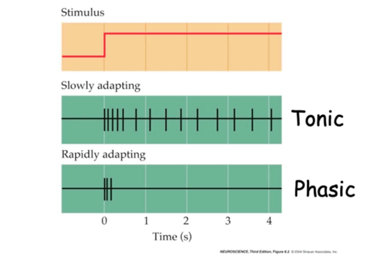 <p>Tonic mechanoreceptor responses are ___________ adapting</p>