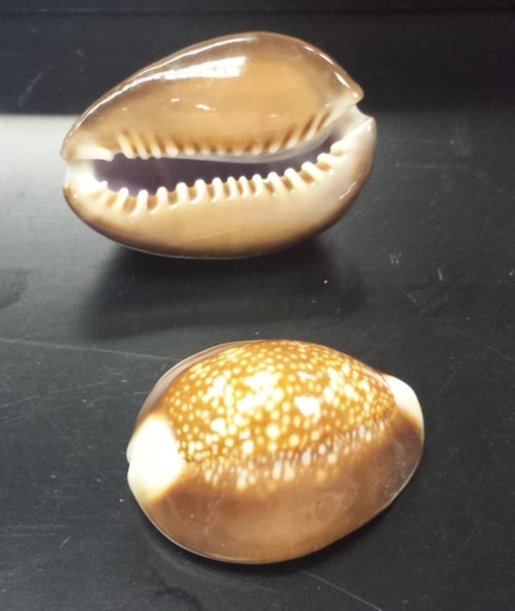 <p>cowries</p>