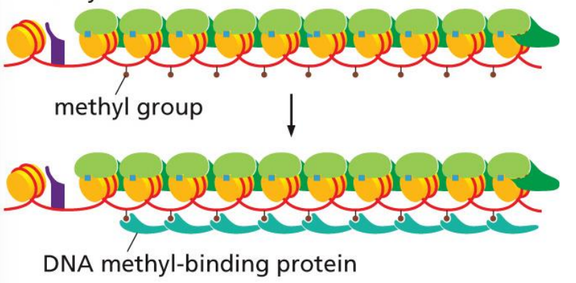 <p>bind methyl groups and stabilize structure, repressing genes that may not be necessary for certain specialized cells</p><p>because methylation is inheritable, these proteins will be attracted again to same genes in daughter cells</p>