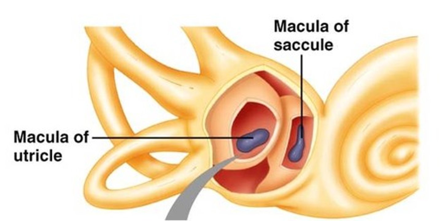 <p>Hair cells that detect head position.</p>