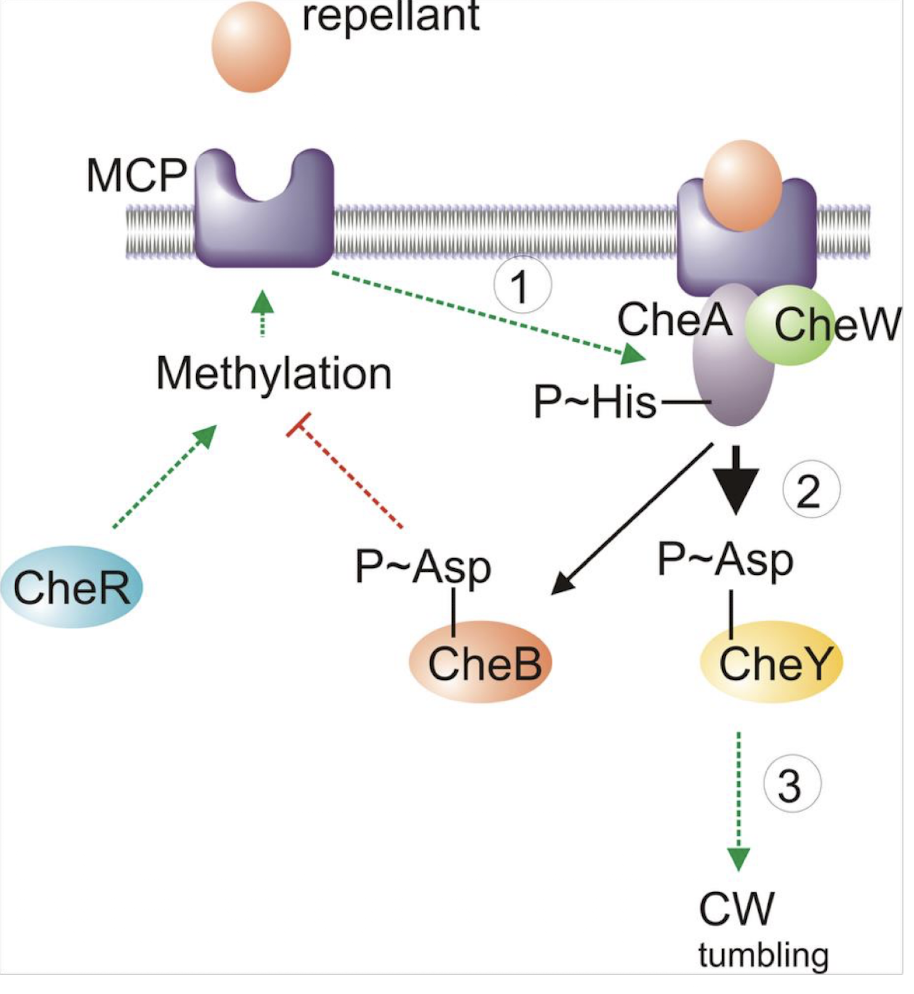 <p><strong>Repellent binds to MCP:</strong></p><ul><li><p><strong><mark data-color="purple" style="background-color: purple; color: inherit;">CheA-P</mark> ↑ → <mark data-color="yellow" style="background-color: yellow; color: inherit;">CheY-P </mark>↑ → tumbling.</strong></p></li><li><p>Meanwhile, <strong><u>CheA slowly phosphorylates <mark data-color="red" style="background-color: red; color: inherit;">CheB-P </mark>reduces MCP sensitivity</u></strong> → <strong>decreases CheA signalling </strong></p></li></ul><p>→ <strong><mark data-color="red" style="background-color: red; color: inherit;">stops excessive tumbling.</mark></strong></p><p></p>
