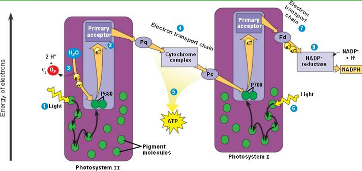 <ul><li><p><strong>Photosystem II (the first helper):</strong></p><ul><li><p>Think of PS II as a solar panel that loves catching light at <strong>680 nm (a specific color of light)</strong>.</p></li><li><p>When it catches light, it gets really excited and throws off an <strong>electron (like tossing a ball)</strong>.</p></li><li><p>But uh-oh! Now it’s missing an electron.</p></li><li><p>So it splits a <strong>water molecule (H₂O)</strong> to grab a new electron, which also releases <strong>protons (H⁺)</strong> and <strong>oxygen (O₂)</strong>. That’s why plants make oxygen!</p></li></ul></li><li><p><strong>Electron's Adventure:</strong></p><ul><li><p>The tossed electron goes on a <strong>travel adventure</strong> through the <strong>Electron Transport Chain (ETC)</strong> — a kind of energy highway.</p></li><li><p>While zooming along, it helps pump <strong>H⁺ protons</strong> into the thylakoid, creating a <strong>battery-like charge</strong>.</p></li></ul></li><li><p><strong>Photosystem I (the next helper):</strong></p><ul><li><p>PS I loves catching light at <strong>700 nm</strong> and gets super excited when it absorbs light.</p></li><li><p>It catches the traveling electron, recharges it, and tosses it to <strong>Ferredoxin (an iron helper)</strong>.</p></li></ul></li><li><p><strong>Ferredoxin and NADPH:</strong></p><ul><li><p>Ferredoxin is like a delivery truck that carries the electron to <strong>NADP⁺</strong>, turning it into <strong>NADPH</strong> — a special molecule that holds energy and electrons.</p></li></ul></li><li><p><strong>Why H⁺ is Important:</strong></p><ul><li><p>Those H⁺ protons from water join back with electrons to make <strong>NADPH</strong>, and the rest are used to make <strong>ATP (plant energy snacks)</strong>.</p></li></ul></li></ul><p></p>