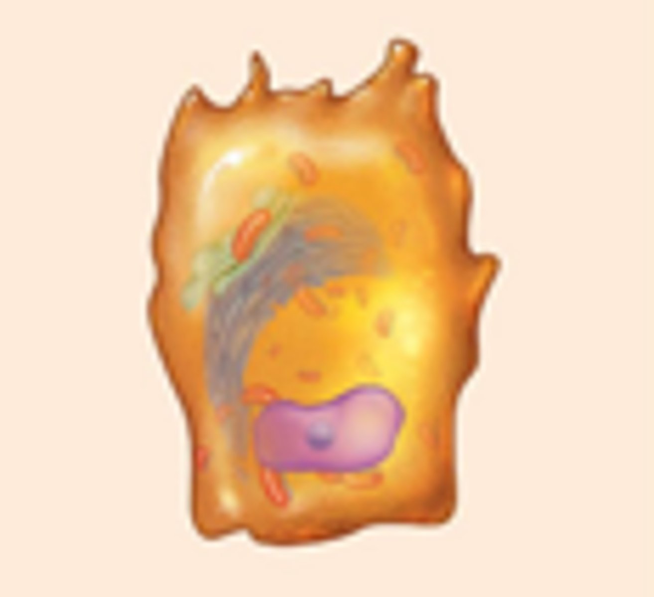 <p>produce the matrix of bone and eventually become osteocytes</p>