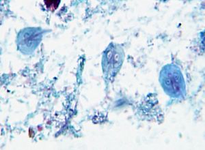 G. lamblia trophozoites