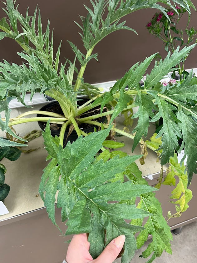 <ul><li><p>distinct “urchin-like” flower</p><ul><li><p>neon-purple</p></li></ul></li><li><p>prickles on back of foliage</p></li><li><p>highly lobed and serrated</p></li><li><p>heavy glaucous coating</p></li><li><p>heavy pollinator plant</p></li><li><p>edible like an artichoke</p></li></ul><p></p>