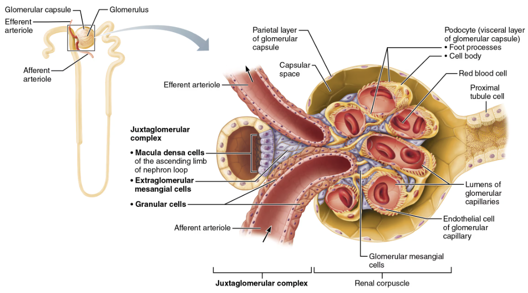 <p><strong>LOCATION</strong> </p><ul><li><p><span style="color: purple;"><strong><u><mark data-color="yellow" style="background-color: yellow; color: inherit;"><span>Cortical & Juxtaglomerular Complex (JGC</span></mark></u><mark data-color="yellow" style="background-color: yellow; color: inherit;"><span>)</span></mark></strong></span> → <span style="color: purple;"><strong><mark data-color="purple" style="background-color: purple; color: inherit;"><span>Renal Corpusle</span></mark></strong></span></p></li></ul><p><span style="color: red;"><strong><span>FUNCTION </span></strong></span></p><ol><li><p>Capillaries are specialized for filtration </p></li><li><p>Different from other capillary bends because they are <strong><em>fed and drained</em></strong> by <span style="color: blue;"><strong><span>arteriole</span></strong></span> </p><ul><li><p><span style="color: blue;"><strong><span>Afferent arteriole</span></strong></span> enters <strong>glomerulus</strong> and leaves via <span style="color: blue;"><strong><span>efferent arteriole</span></strong></span></p></li></ul></li></ol><p></p>