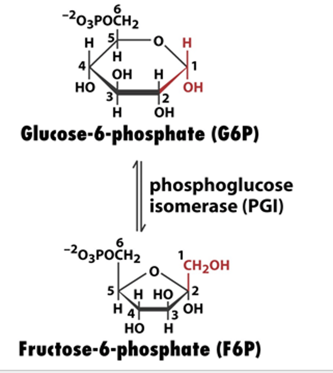 <p>- Glucose-6-phosphate (an aldose) is converted to fructose-6-phosphate (a ketose) by phosphohexose isomerase</p><p>- an isomerization rxn (rearrangement of atoms w/i the molecule)</p>