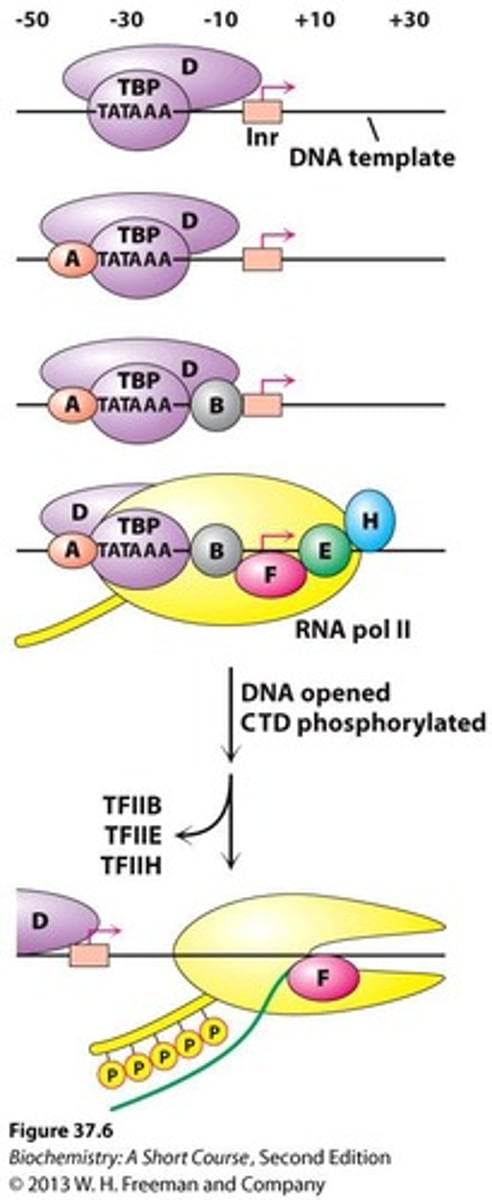 <p>Transcription involves 3 steps: Initiation, Elongation, Termination.</p>