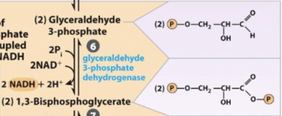 <ul><li><p>generation of high energy phosphate compound</p></li><li><p>first step of payoff and first energy yielding step: 2 NADH per glucose</p></li><li><p>coupled with step 7</p></li></ul><p></p>