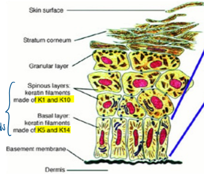 <p>provide structural support to epithelial cells </p>