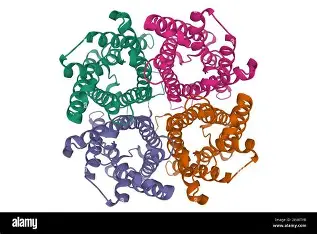<p>Quaternary structure (protein shape)</p>
