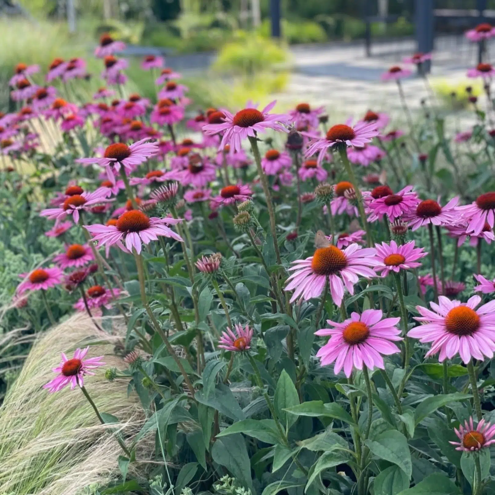 <p>Purple coneflower - <em>Echinacea purpurea ‘</em><strong><u>Magnus’</u></strong></p>