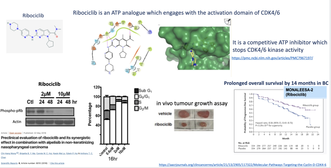 <p>Ribociclib is an ATP analogue which engages with the activation domain of CDK 4/6</p><ul><li><p>it is a competitive ATP inhibitor which stops CDK 4/6 kinase activity </p></li></ul><p></p>