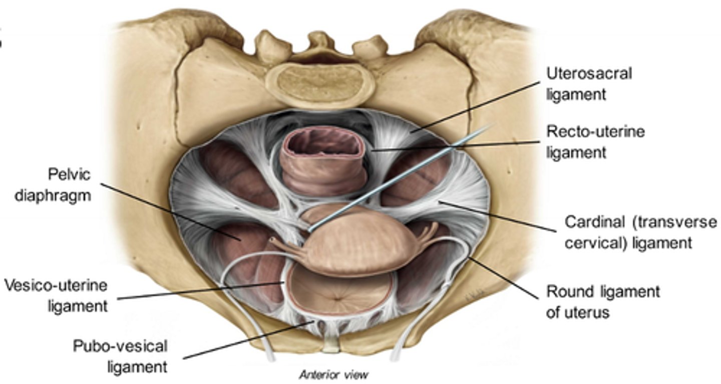 <p>Broad ligament: wide sheet on the sides of the uterus, attaches to pelvic walls</p><p>Round ligament: runs from uterus → forward to the labia majora</p><p>Uterosacral ligament: runs from uterus → back to the sacrum</p>