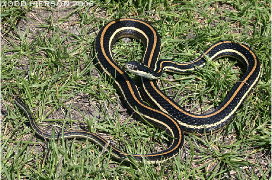 <p>Thamnophis proximus<br>Western ribbonsnake<br>Colubridae</p>
