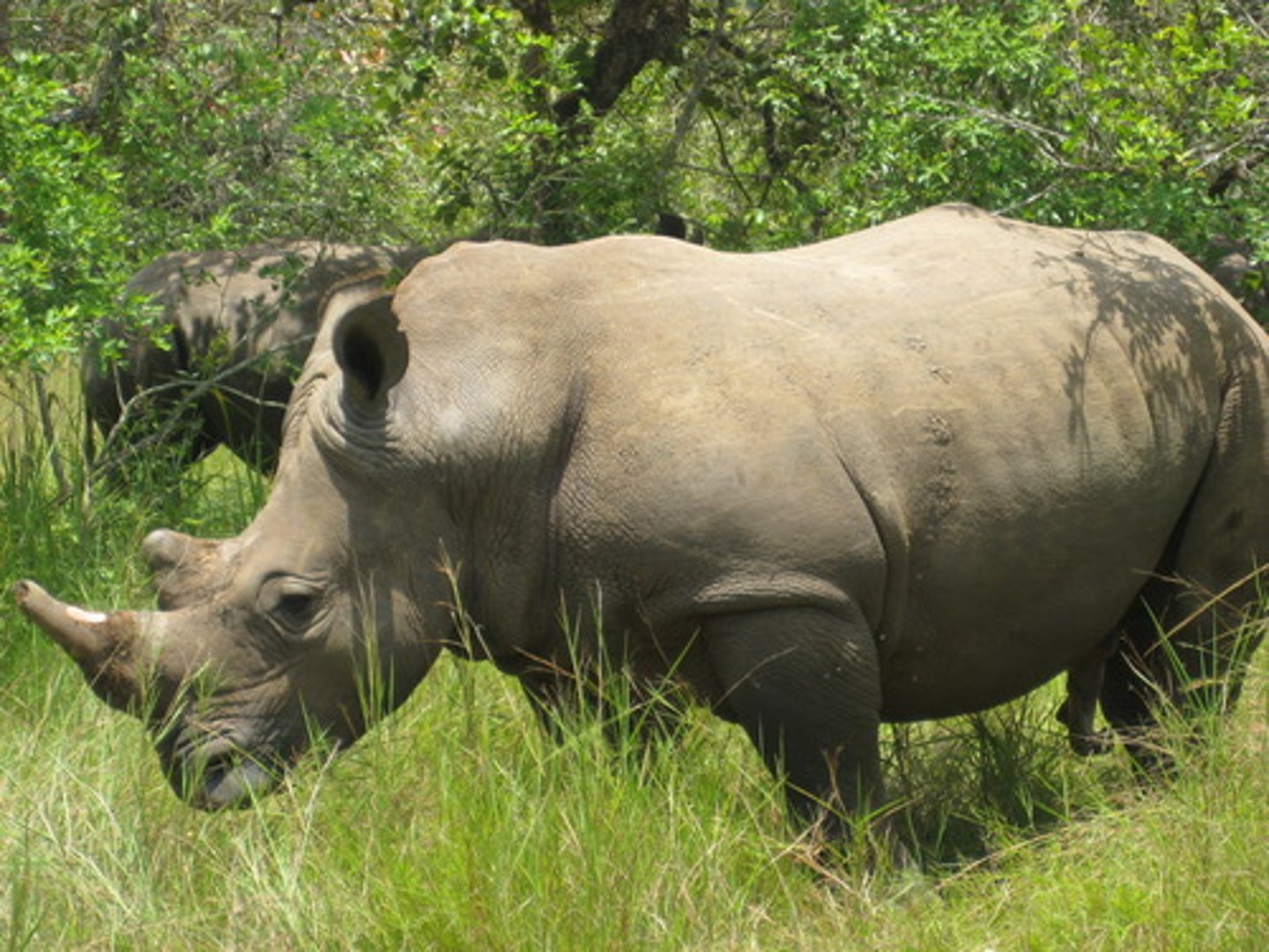 <p>rhinoceros</p>