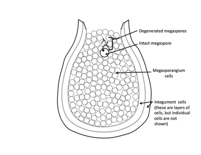 <p>Rank stages of angiosperm seed development</p>