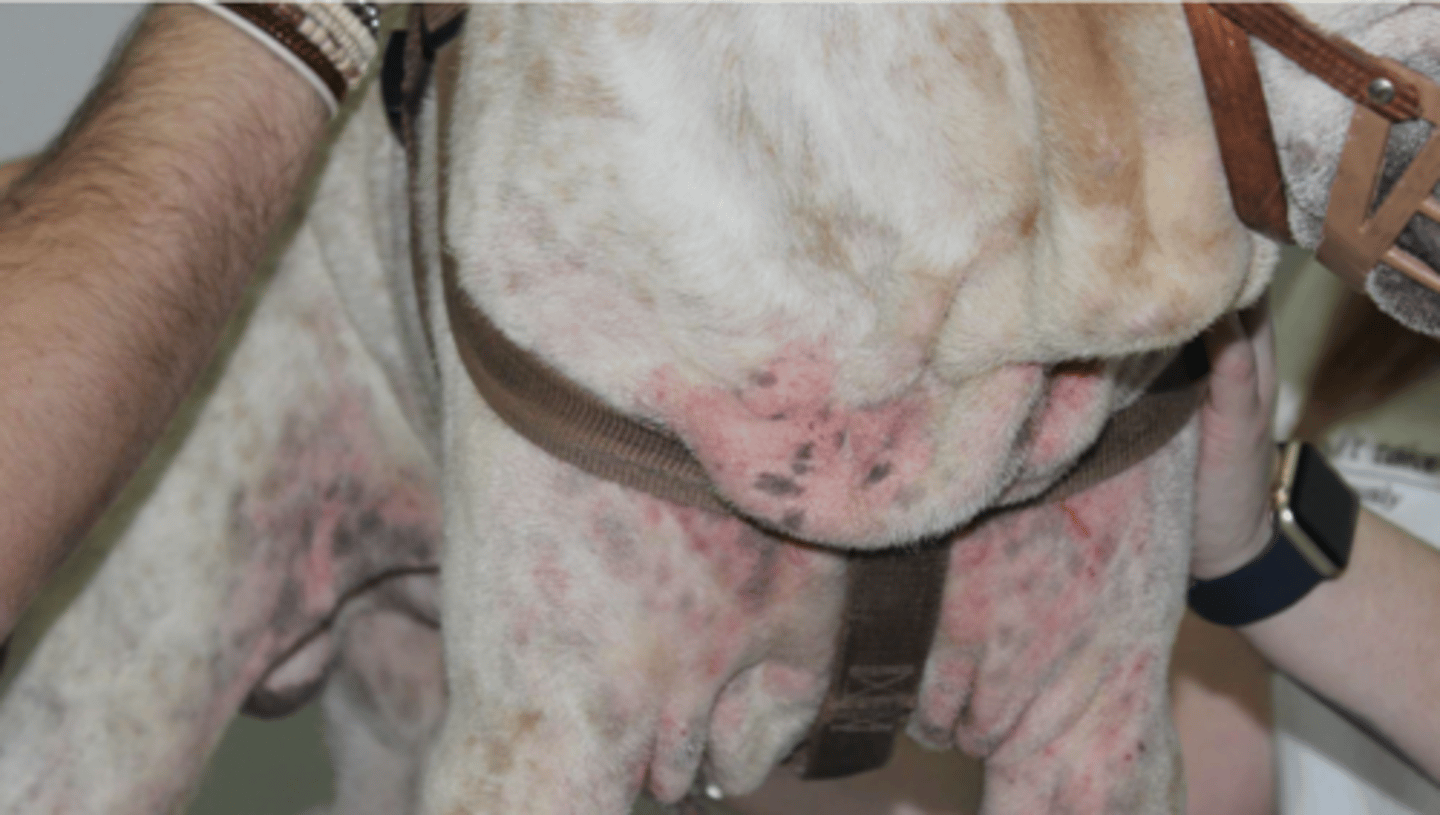 <p>¿lesión?</p><p>¿primaria o secundaria?</p>