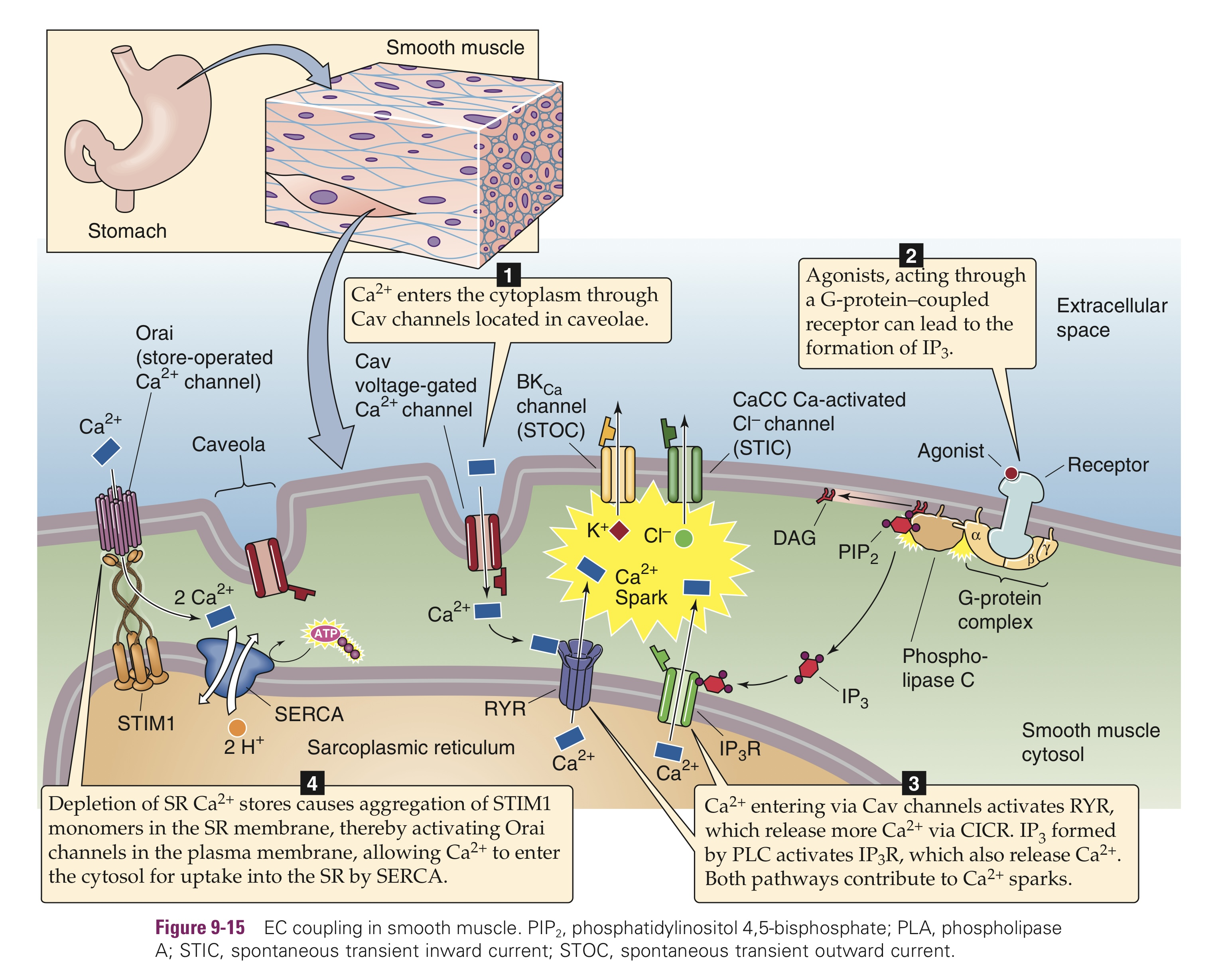 knowt flashcard image