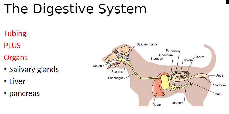 <p><strong>Tubing</strong><br> Continuous passage that carries food through the body<br> Includes mouth, esophagus, stomach, Intestines, and anus</p><p><strong>Organs</strong><br> <strong>Salivary Glands</strong>: Produce saliva to moisten food and begin starch digestion<br> <strong>Liver</strong>: Produces bile to help break down fats and processes nutrients from the blood<br> <strong>Pancreas</strong>: Produces digestive enzymes and bicarbonate to aid chemical digestion</p>