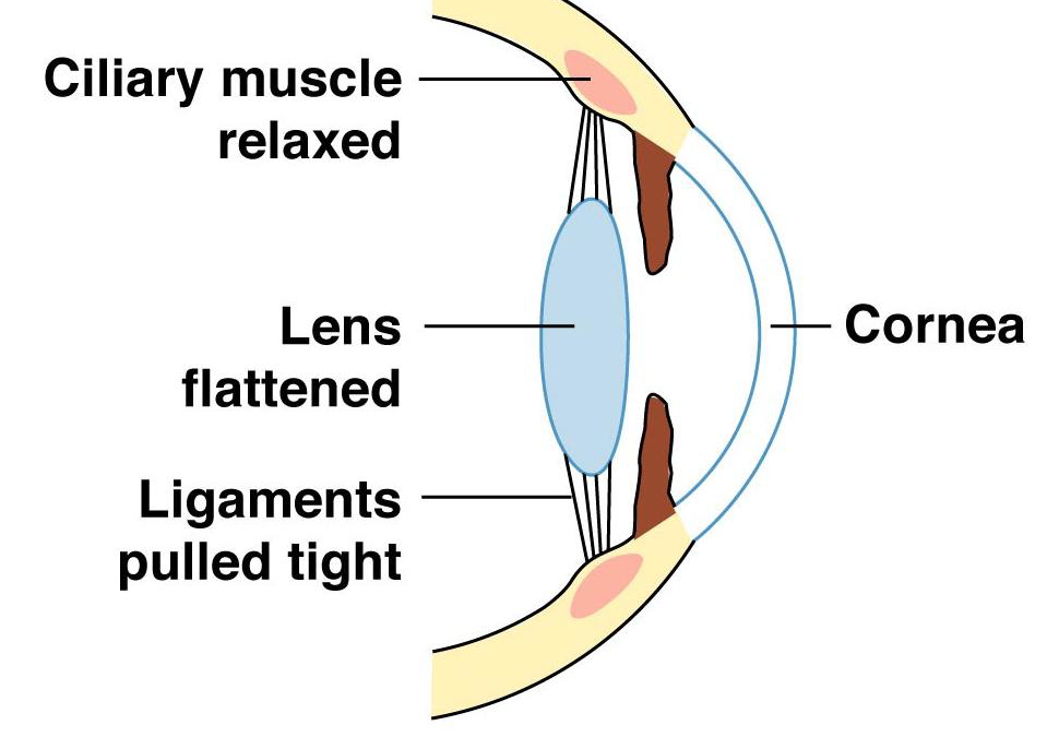 <p>-when it is relaxed, the ligaments pull on and flatten the lens</p><p>-occurs when focusing on distant objects</p><p>-causes muscle to widen</p>