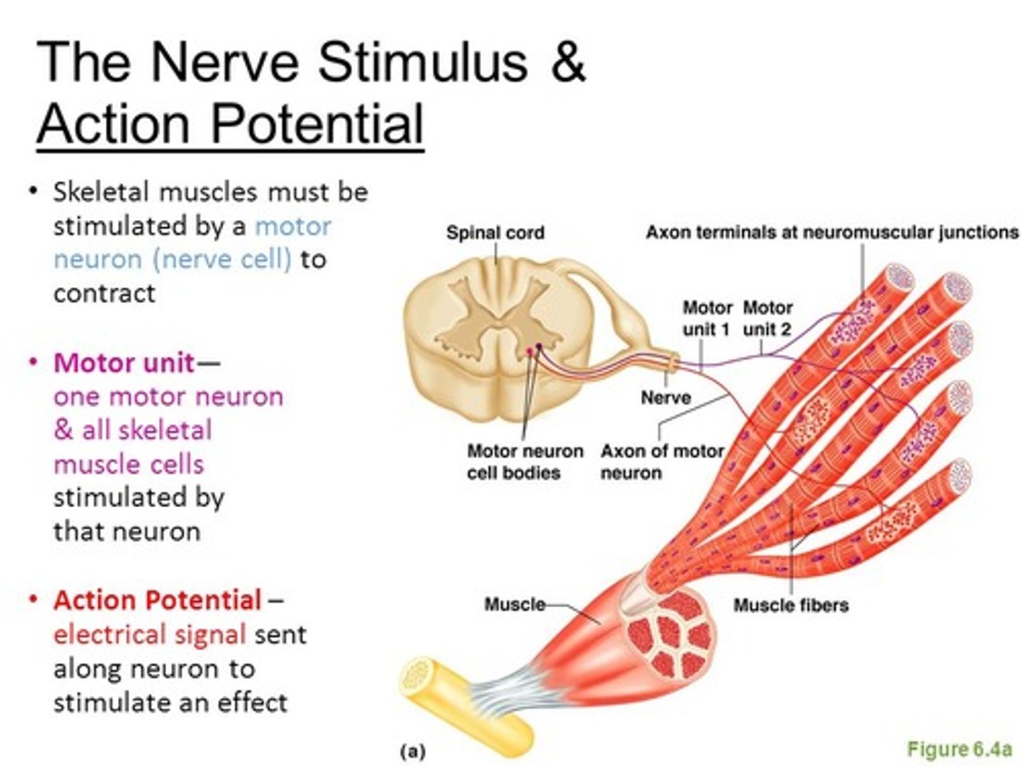 <p>(C) All</p><p>All the skeletal muscle cells in it's unit contract.</p>