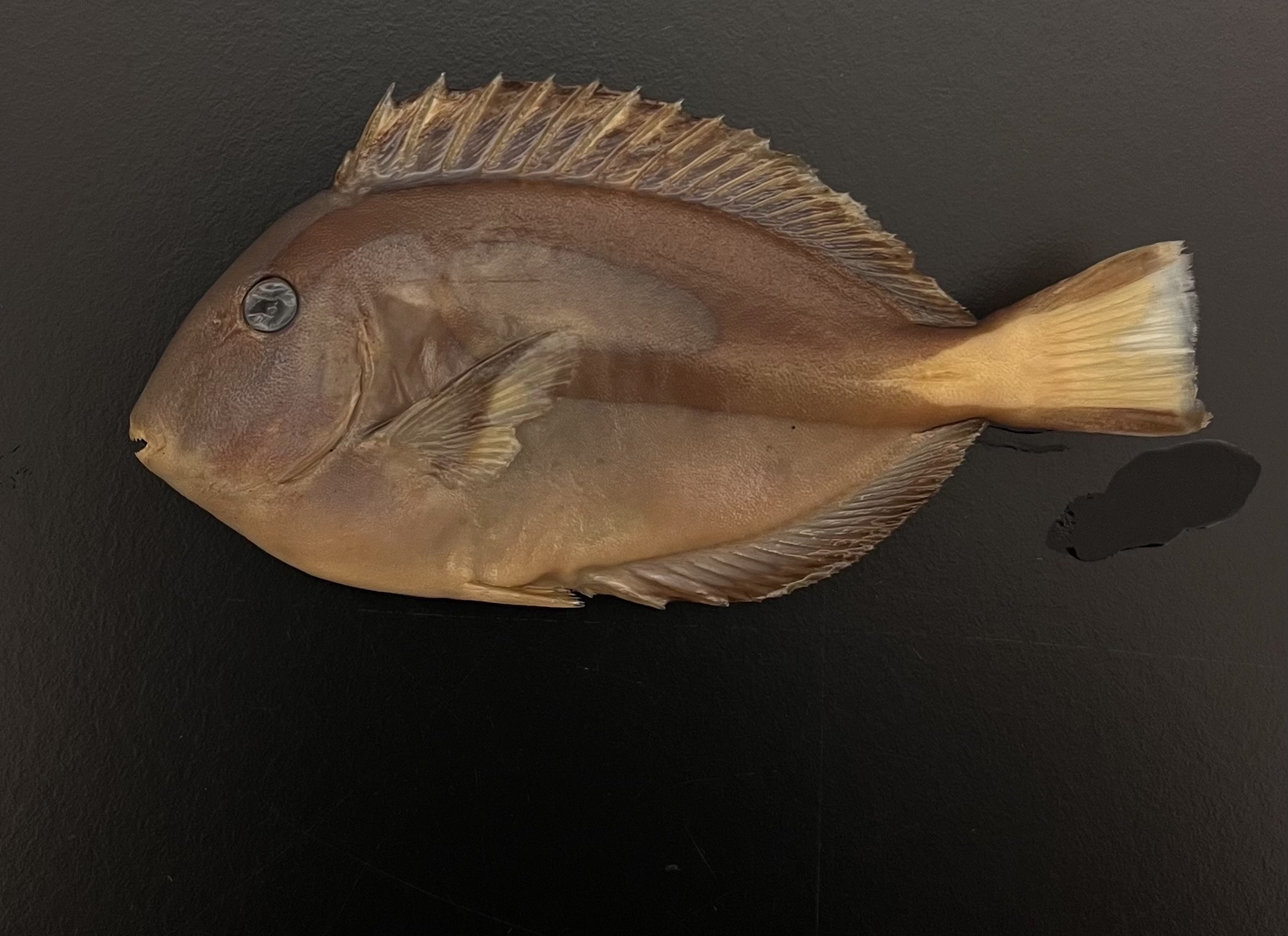 <p>Surgeonfishes</p>