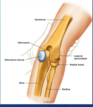 <p><strong>Radial Head and Neck Fractures: Background</strong></p><p>-Mechanism of Injury:</p><ul><li><p>Fall onto an outstretched arm (______)</p></li><li><p>Direct blow</p></li></ul><p>-S/S:</p><ul><li><p>____, TTP, and/or swelling over _______ elbow/radial head </p></li><li><p>Pain with _________/supination</p></li><li><p>____________ elbow ROM</p></li></ul><p></p>