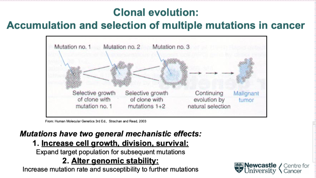 <p>accumulation and selection of multiple mutations in cancer </p><p><span style="background-color: inherit; line-height: 22px; color: windowtext;"><span>First mutation in one cell that makes changes to the cell causing more clones of that cell- much bigger target for second mutation to come along&nbsp;</span></span><span style="line-height: 22px; color: windowtext;"><span>&nbsp;</span></span></p><ul><li><p class="Paragraph SCXO251563307 BCX0" style="text-align: left;"><span style="background-color: inherit; line-height: 22px; color: windowtext;"><span>The process repeats&nbsp;</span></span><span style="line-height: 22px; color: windowtext;"><span>&nbsp;</span></span></p></li><li><p class="Paragraph SCXO251563307 BCX0" style="text-align: left;"><span style="background-color: inherit; line-height: 22px; color: windowtext;"><span>Thought it has to happen at least 5-6 times</span></span><span style="line-height: 22px; color: windowtext;"><span>&nbsp;</span></span></p></li></ul><p><span style="background-color: inherit; line-height: 22px; color: windowtext;"><span>Some mutations can make the cell more prone to acquire more mutations- so make cells accumulate more quickly and more likely to mutate&nbsp;</span></span><span style="line-height: 22px; color: windowtext;"><span>&nbsp;</span></span></p>