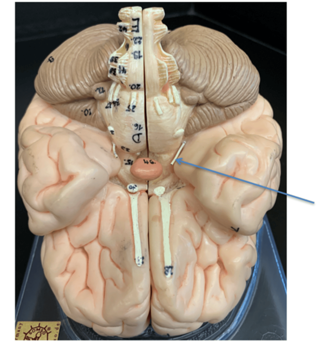 <p>Give the Cranial Nerve number, name &amp; function</p>