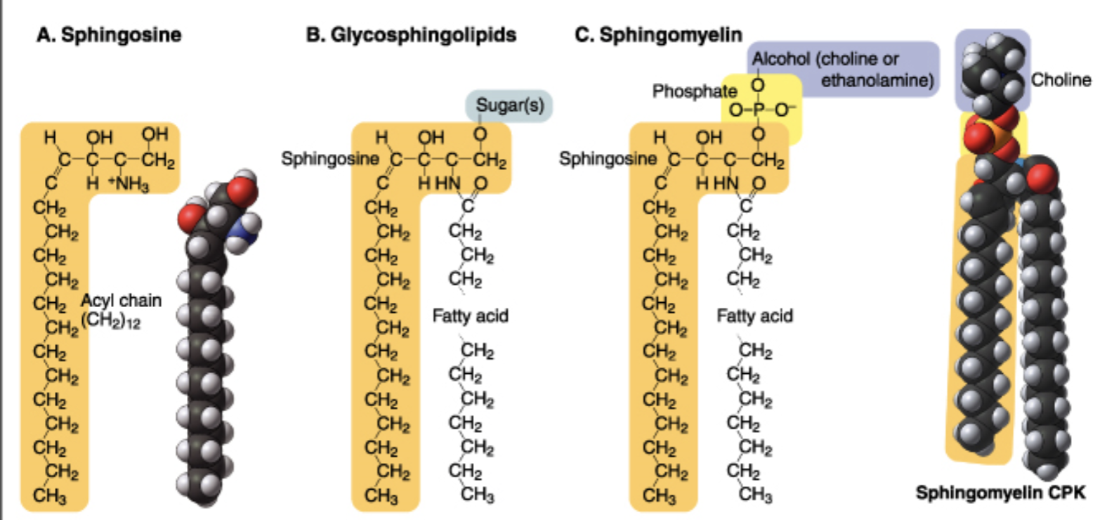 <p>true (<span>2 straight-chain saturated fatty acids = rigid</span>)</p>