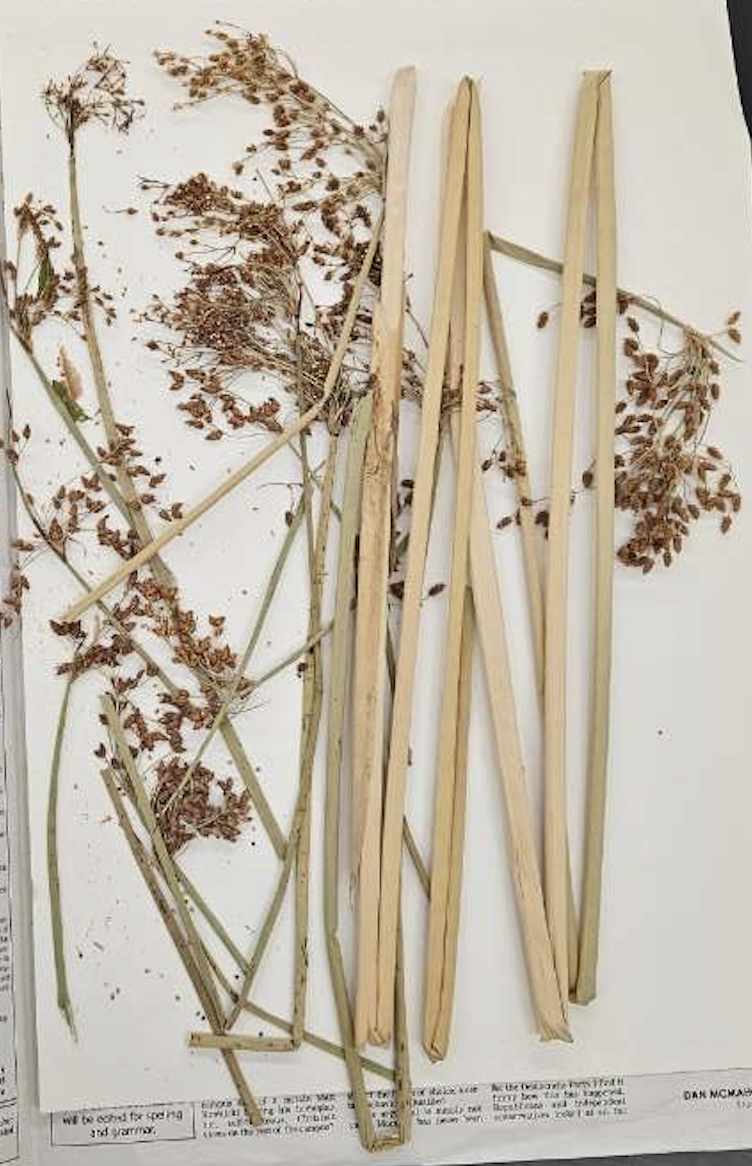 <p>plant?</p>