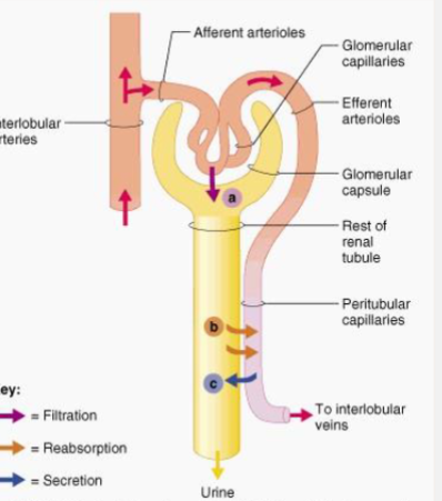 <p>Active Tubular Secretion against the electrochemical gradient</p>