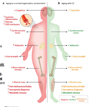 <p><span><span>Evidence from observational, preclinical, and clinical trials</span></span><br><span><span>suggests the ability to increase life span by 1–5 years with an</span></span><br><span><span>improvement in health span and quality of life. CR moderates intrinsic</span></span><br><span><span>processes of aging through cellular and metabolic adaptations and</span></span><br><span><span>reducing risk for the development of many cardiometabolic diseases.</span></span><br><span><span>Yet, implementation of CR may require unique considerations for the</span></span><br><span><span>elderly and other specific populations.</span></span></p>
