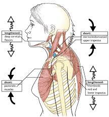 <p class="p1">Cervical spine flexors</p>