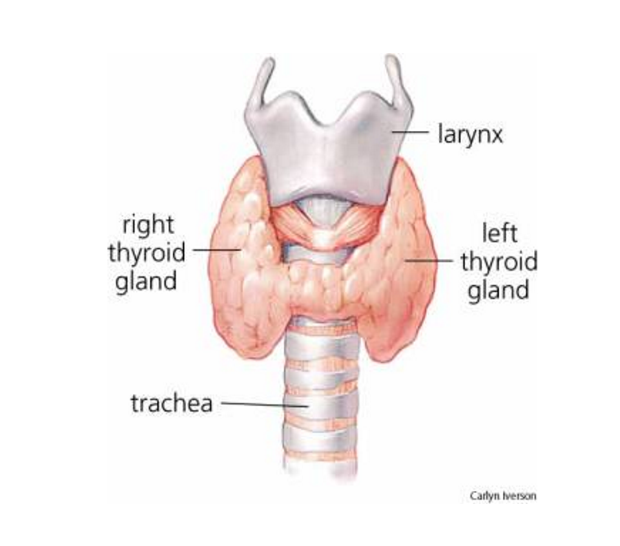 <p>Thyroxin</p>