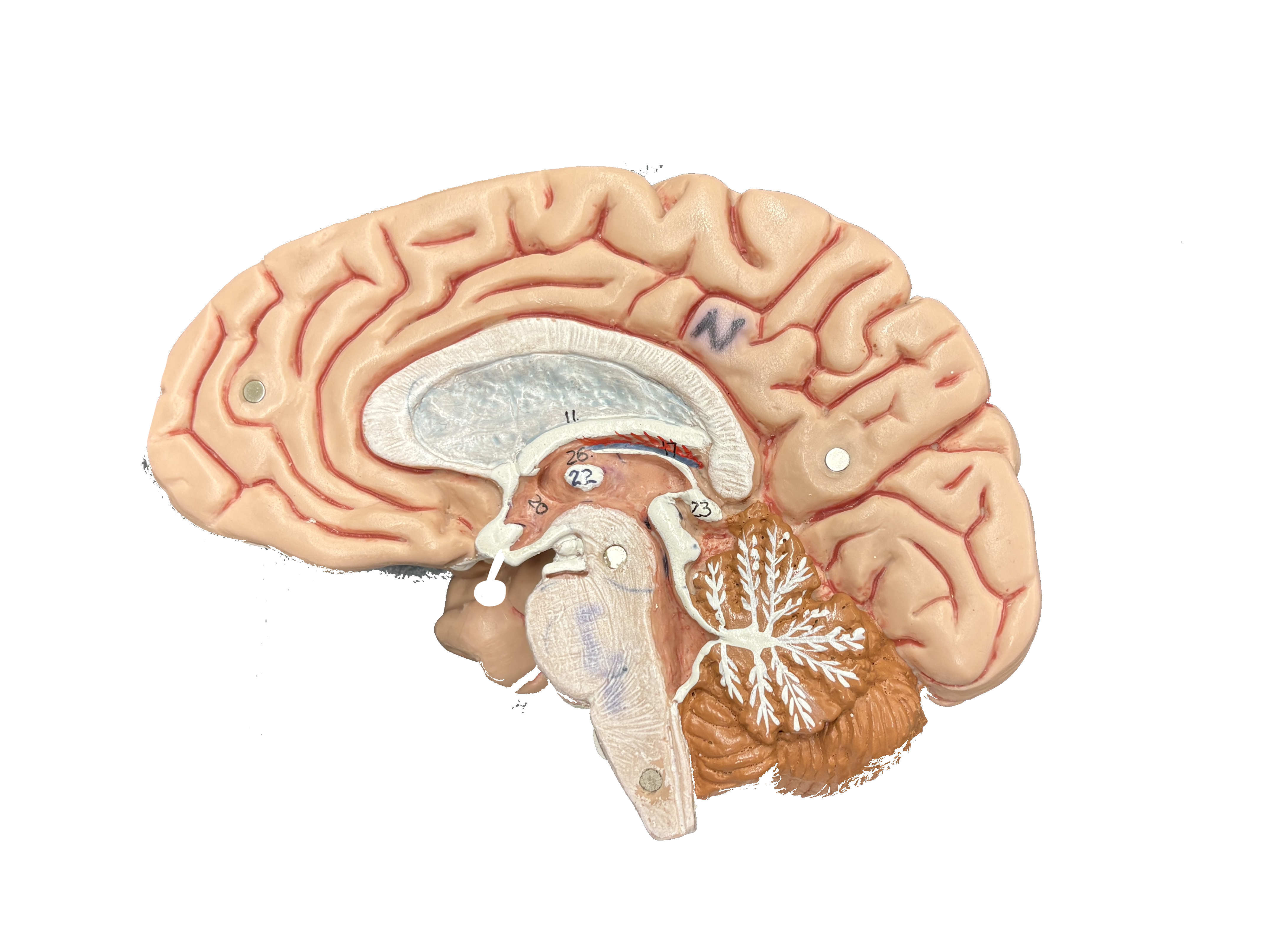 <p>Label parts of the brain</p>