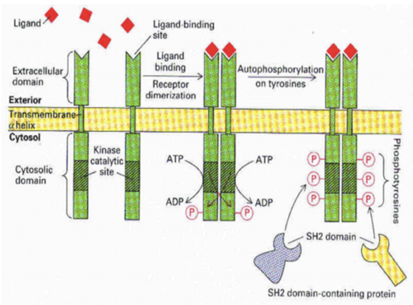 <p>- extracellular domain</p><p>- R dimerization and thus R activation</p>