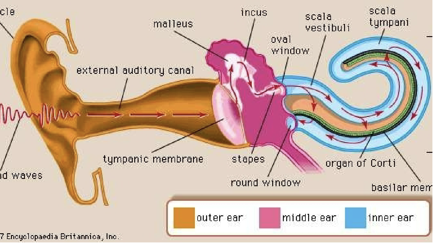 <p>cochlea- transduction of sound vibration into electrical signals</p>