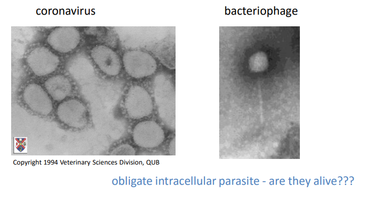 <ol><li><p>infect bacteria, plants and animals </p></li><li><p>small - only “visible” in electron microscope </p></li><li><p><strong>10 to 200 nm</strong></p></li></ol><p>are they alive????</p>