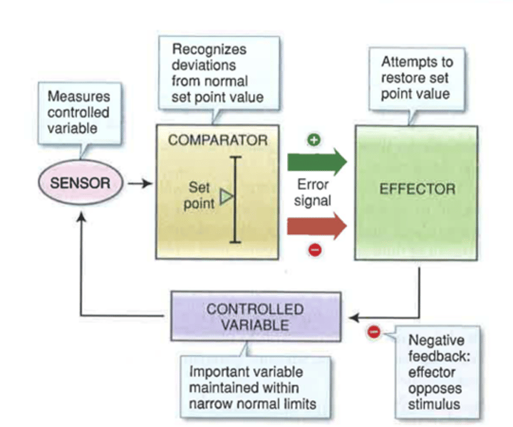 <p>1) Sensor - detects change in internal environment<br>2) Effector - brings condition back to normal<br>3) Control center - activates effector based on sensory info<br><br>For example, if your body temperature is too high, a negative feedback loop will act to bring it back down towards the set point, or target value.</p>