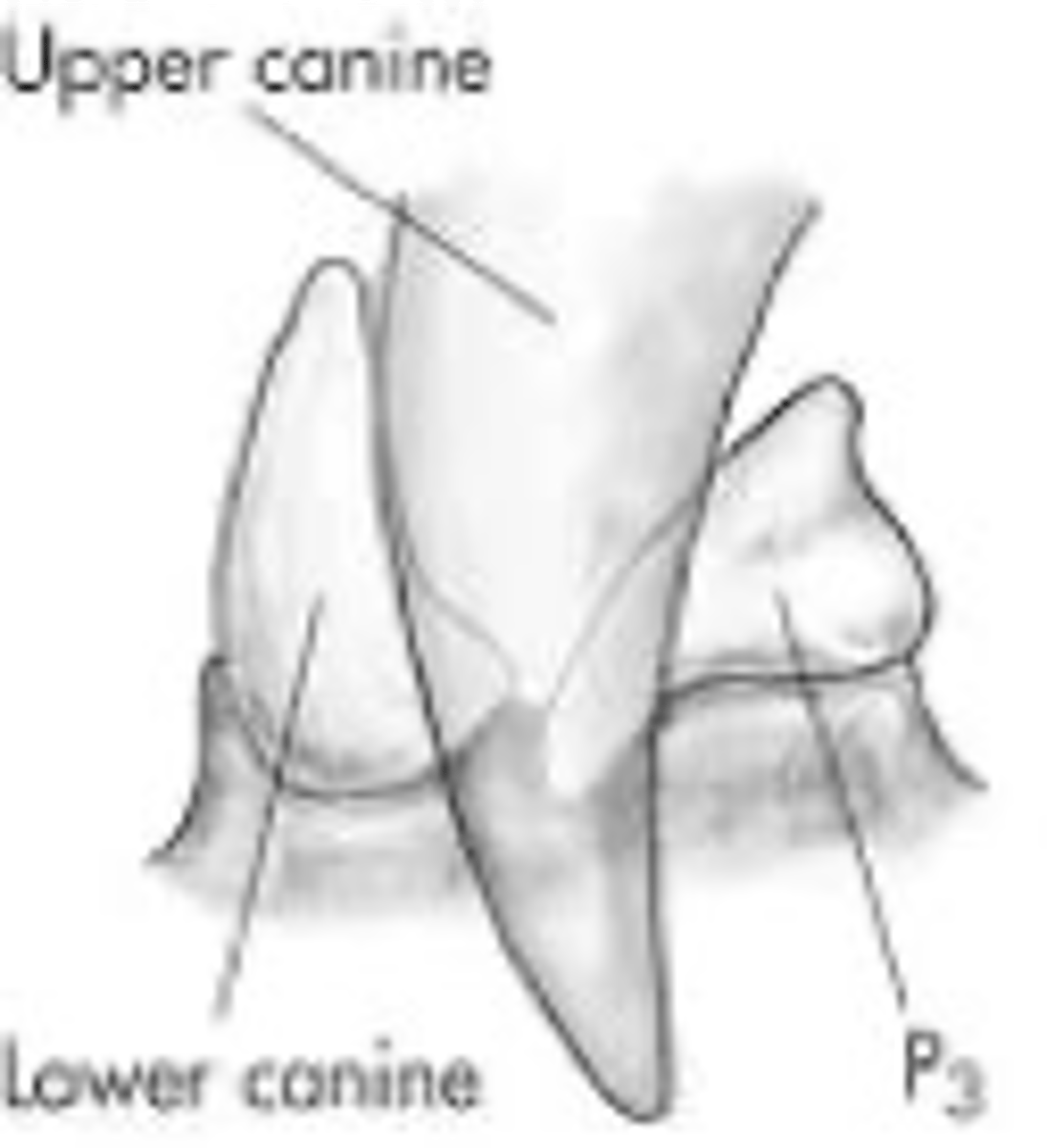 <p>Combination of canine and first premolar teeth that form a self-sharpening apparatus</p>