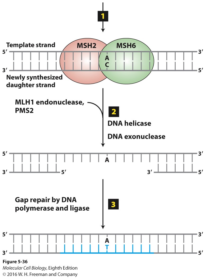 <p>MSH2 and MSH6. (MLH1 and PMS2 come in after to recruit helicase and endonuclease and fix the area). It is meant to fix errors from DNA polymerase during replication.</p>