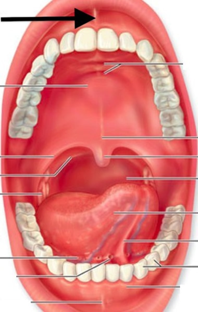 <p>The small fold of tissue that connects the inside of the lip to the gums.</p>
