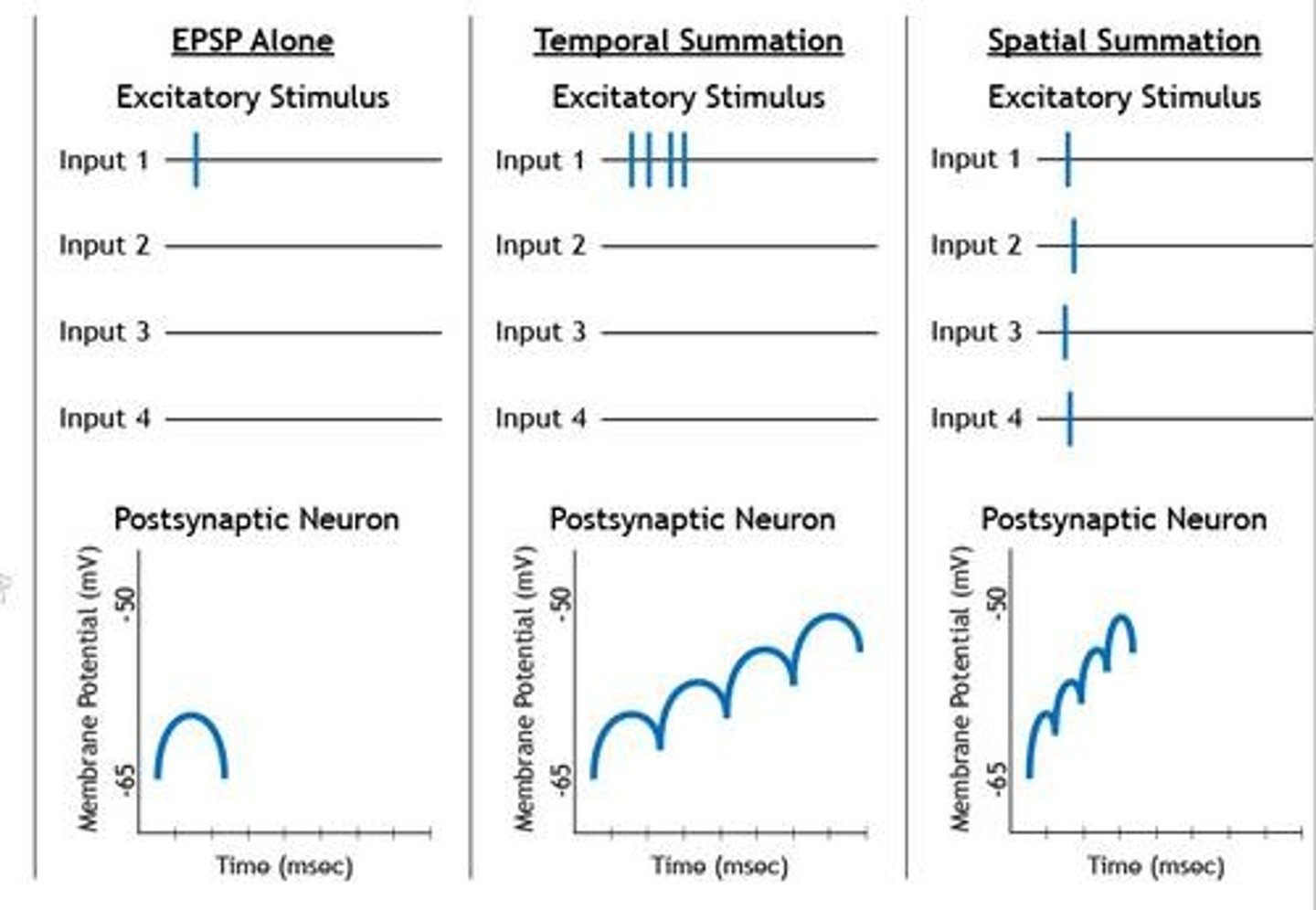 <p>Temporal summation involves multiple stimuli over time, while spatial summation involves stimuli from different locations.</p>