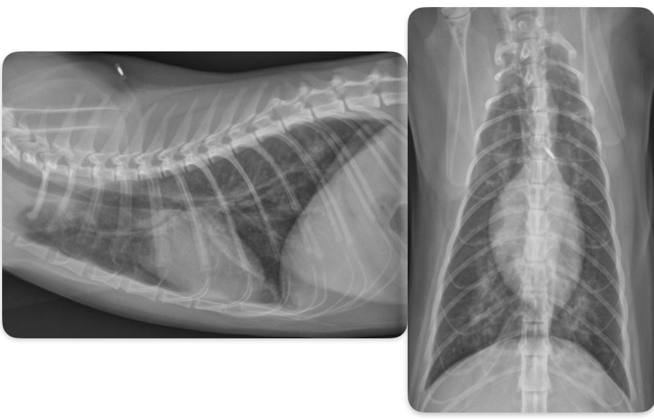 <p>What disease does this cat have</p>